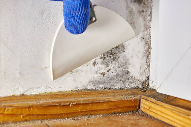 Best Mold Documentation for Insurance Claims  in Moorefield, WV