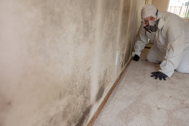Best Airborne Mold Testing  in Moorefield, WV